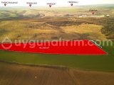 TEKİRDAĞ MURATLI İNANLI'DA - 42.350 m² ŞEHİR MERKEZİNİN DİBİNDE